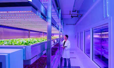 Comparing LED and HID Horticultural Luminaires