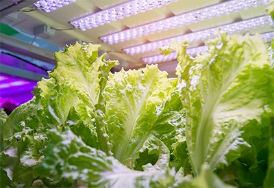 IESO Launches Regional LED Incentive for Greenhouses